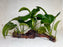 * Plants * Anubias Nana on Spiderwood #173
