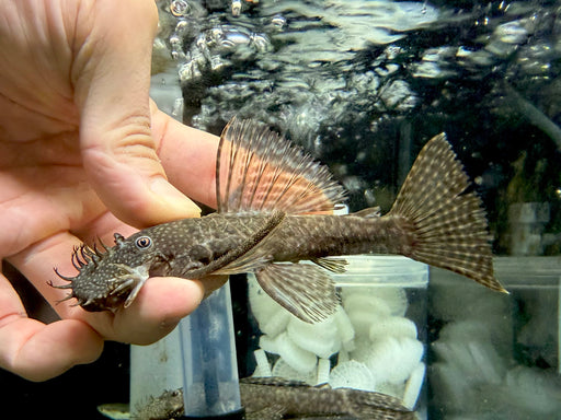 * Pleco *  Ancistrus Tamboensis 9-10cm
