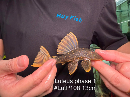 * Pleco *  Hypostomus Luteus phase 1 13cm #LutP108 (Actual Piece)