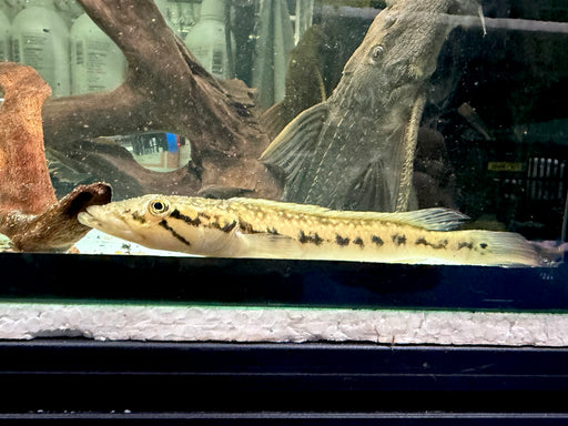 * Cichlids * Crenicichla Jegui 15-18cm