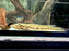 * Cichlids * Crenicichla Jegui 15-18cm