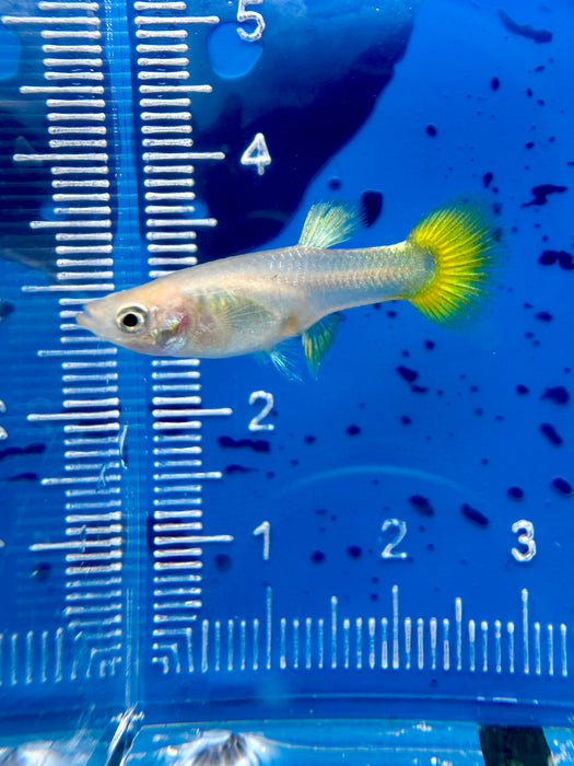 * Livebearers *  24K Gold Guppy