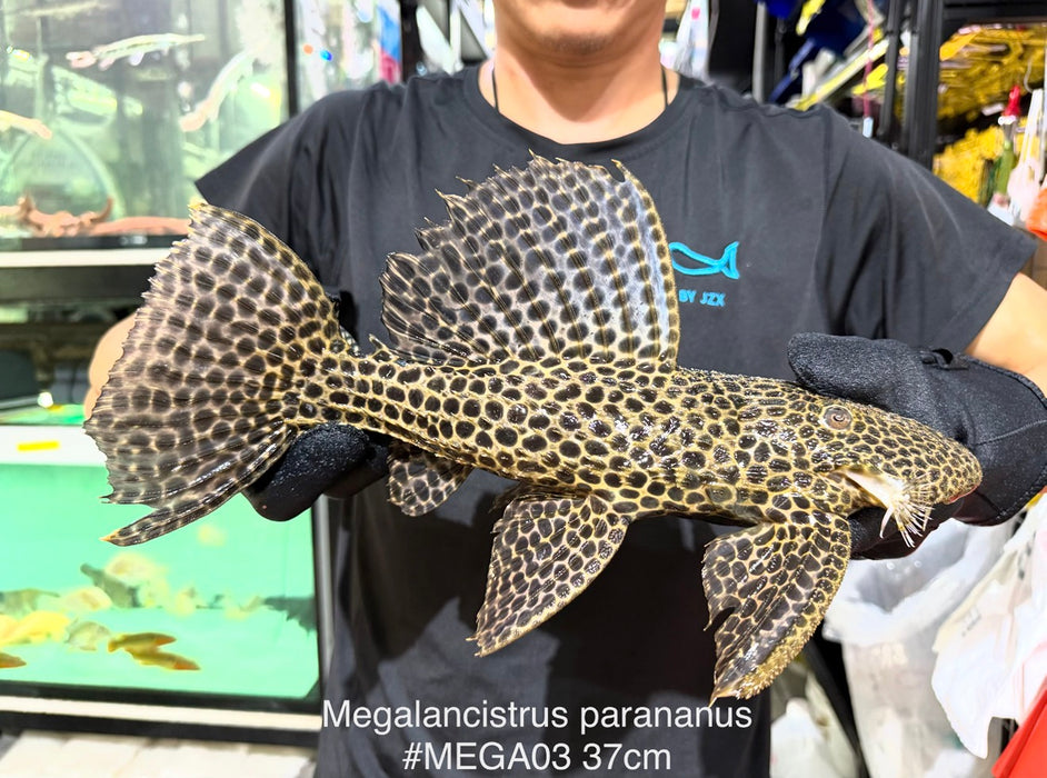 * Pleco *  Megalancistrus parananus #MEGA03 37cm (Actual piece)