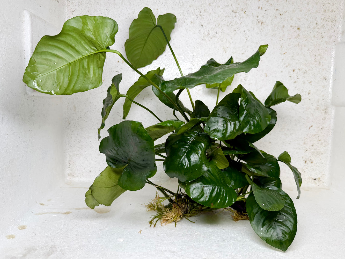 * Plants* Anubias Nana on Spiderwood #126