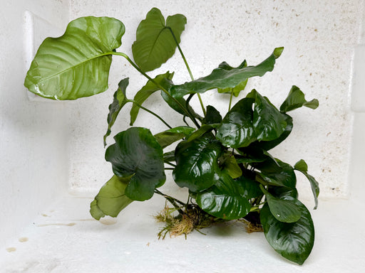 * Plants* Anubias Nana on Spiderwood #126