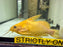 * Catfish *  Synodontis nigrita “Gold” 17-19cm