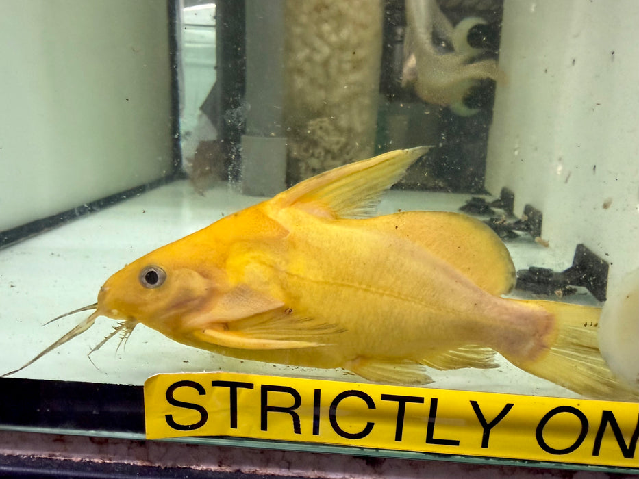* Catfish *  Synodontis nigrita “Gold” 17-19cm