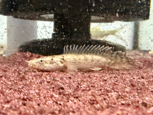 * Polypterus * Polypterus Congicus 6-8cm
