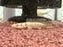 * Polypterus * Polypterus Congicus 6-8cm
