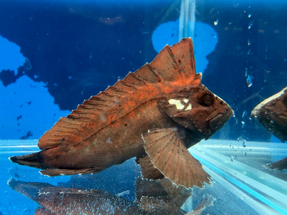 * Other Species * Tetraroge Barbata (Bearded Roguefish)