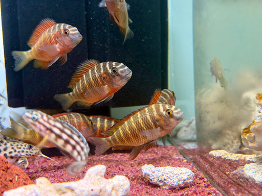 * Cichlid *  Tropheus cf. Moorii “Moliro” (Firefox Tropheus) 5-7cm