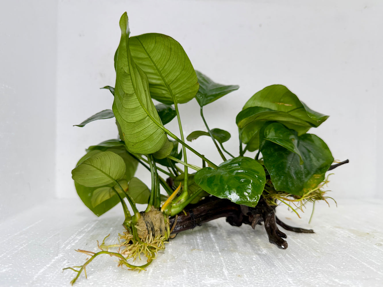 * Plants* Anubias Nana on Spiderwood #121