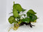* Plants* Anubias Nana on Spiderwood #121