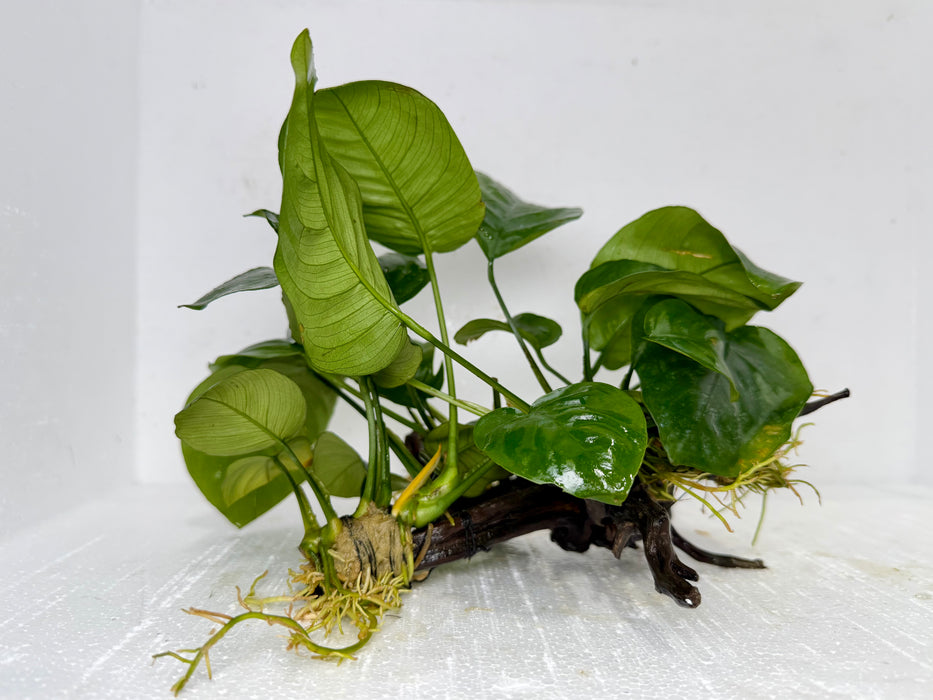 * Plants* Anubias Nana on Spiderwood #121
