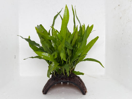 * Plants* Java Fern on coconut husk #JFHC01