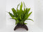 * Plants* Java Fern on coconut husk #JFHC01