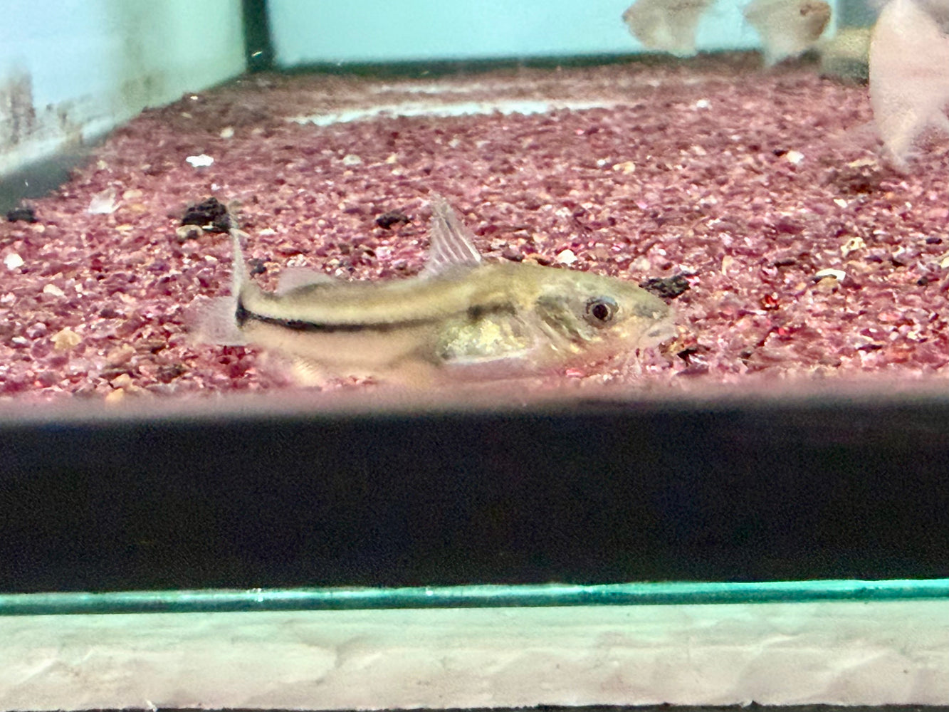 * Catfish * Brachyrhamdia Marthae (Martha’s Cory-Mimic) 4-5cm