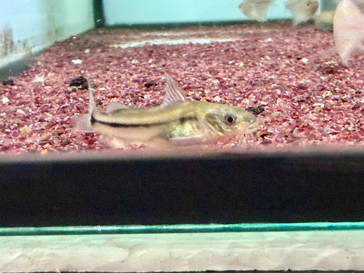 * Catfish * Brachyrhamdia Marthae (Martha’s Cory-Mimic) 4-5cm