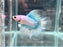* Betta * Junior DTHM Doubletail Halfmoon (Actual Fish) #39