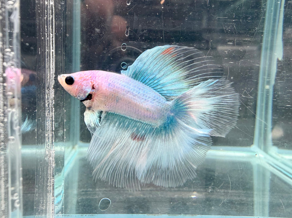 * Betta * Junior DTHM Doubletail Halfmoon (Actual Fish) #39