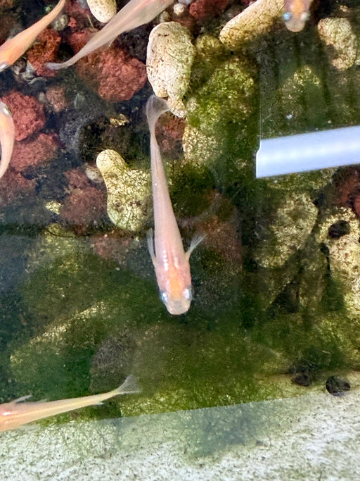 * Tetra * Red Stardust Medaka Ricefish