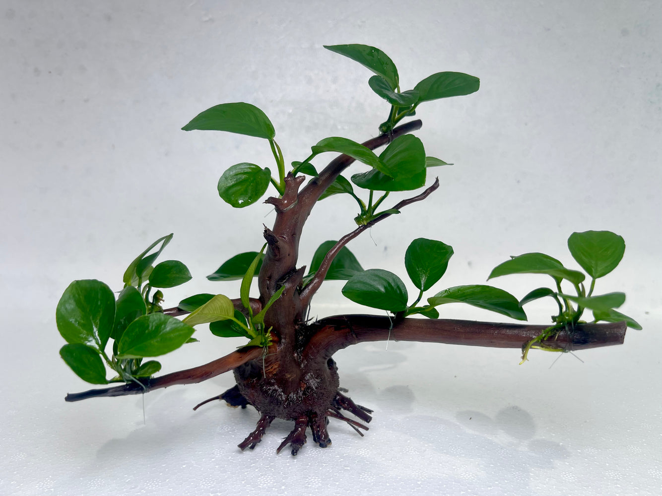 * Plants* Anubias Nana Bonsai #05