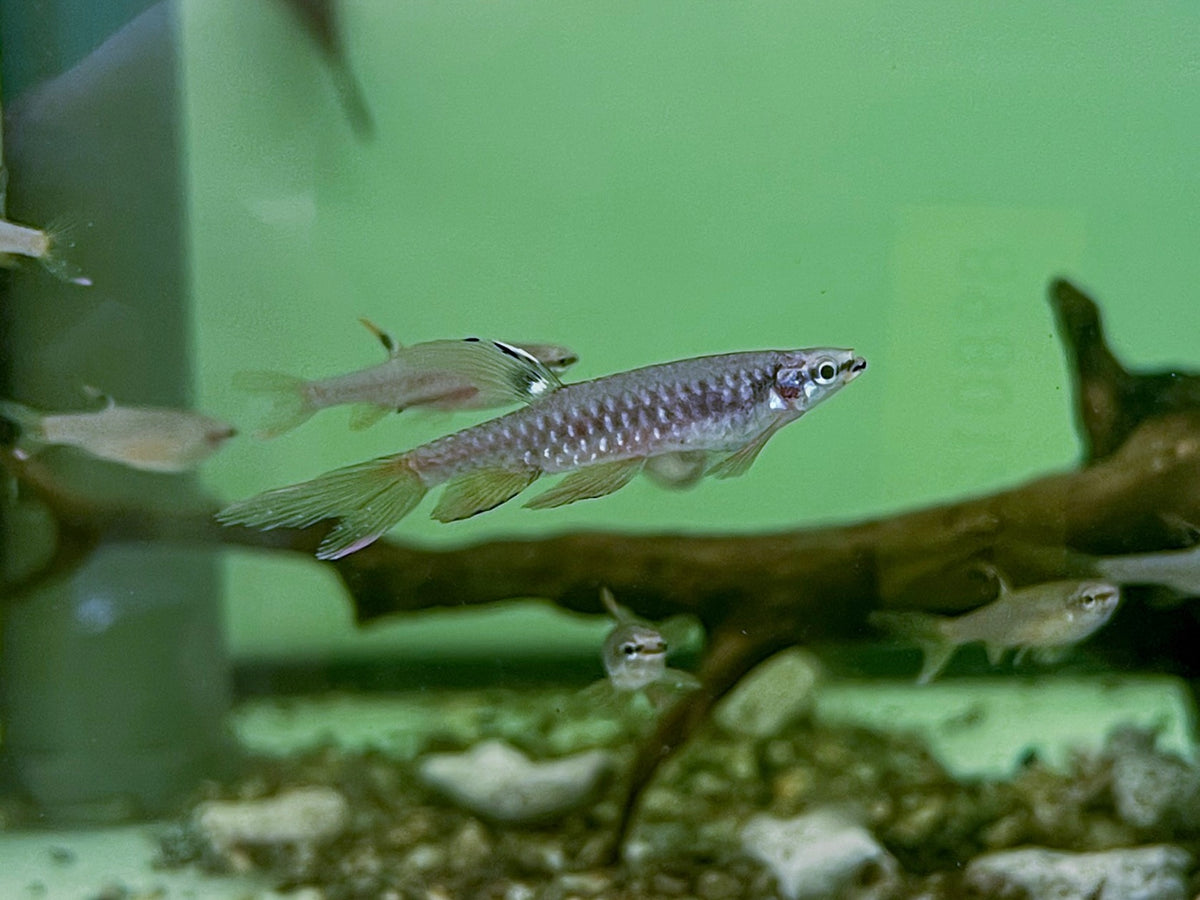 * Tetra/Barb * Copella arnoldi (Splash tetra) — jzxonline