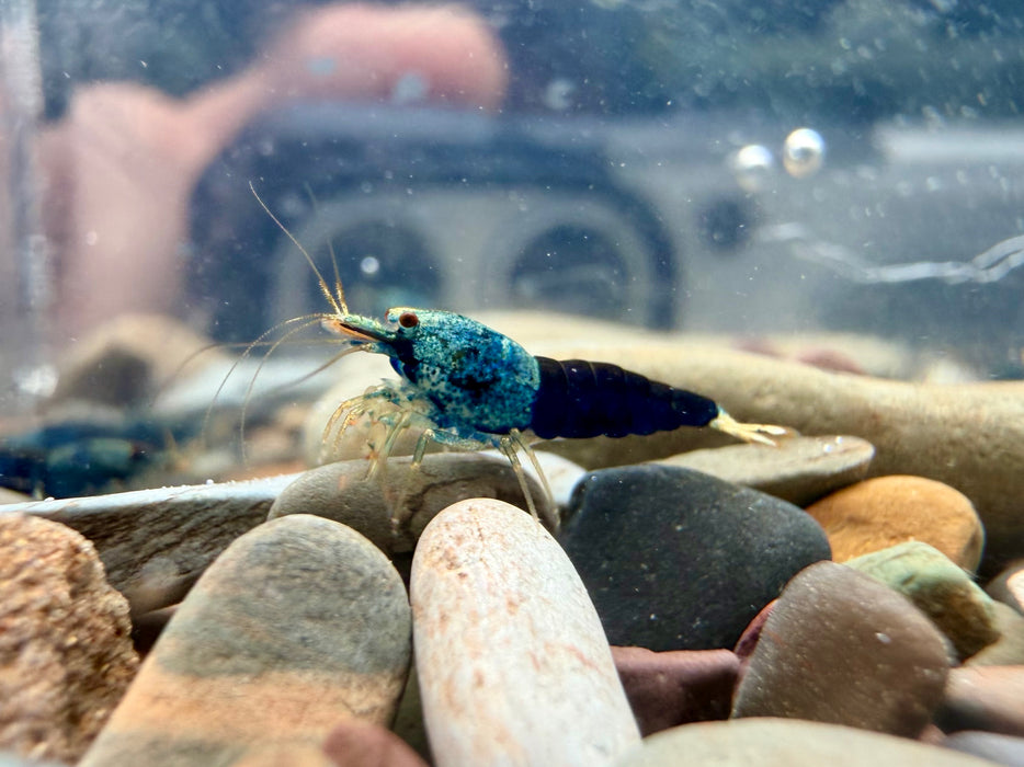 * Shrimps * Blue Bolt Shrimps