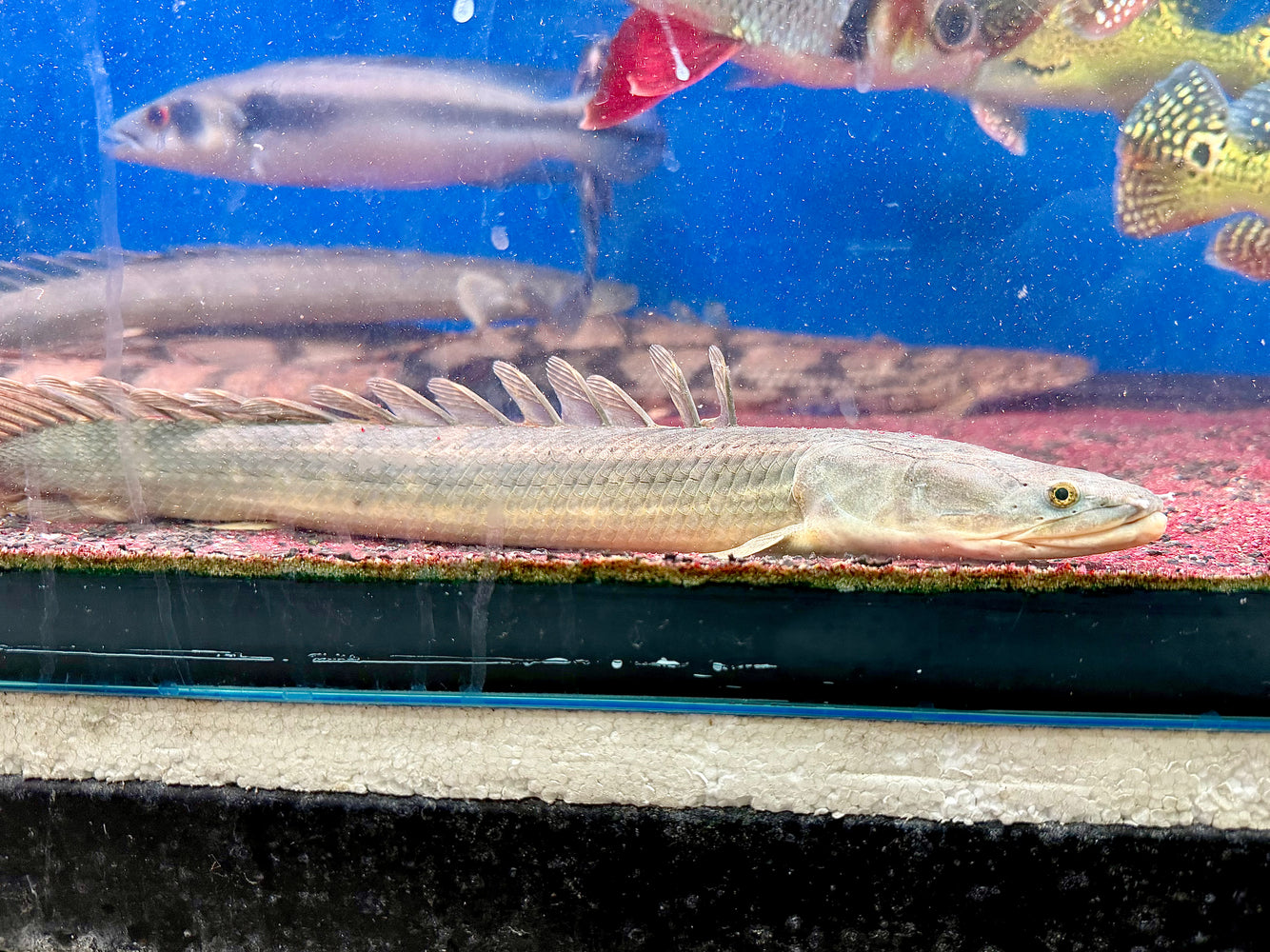 * Polypterus * Polypterus lapradei "Ughelli" WILD 42-50cm