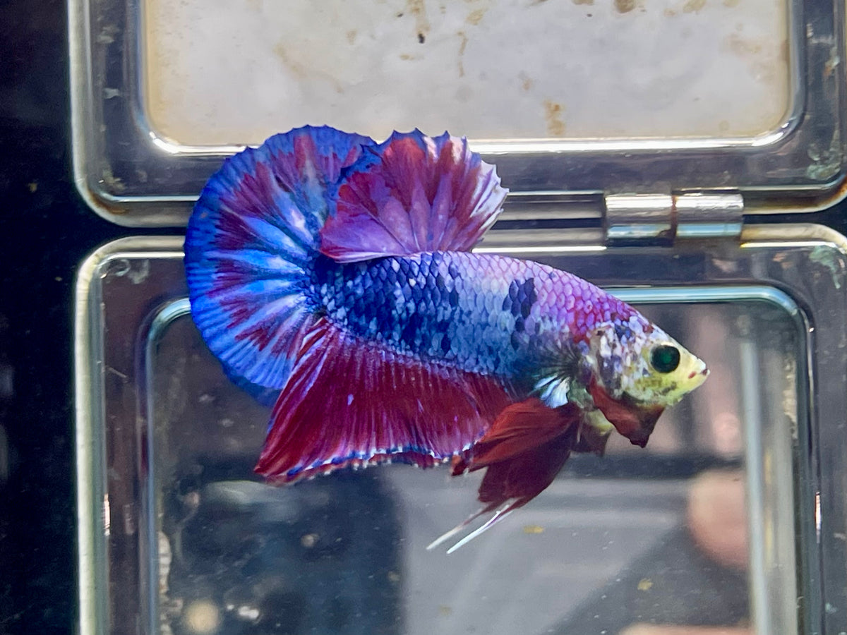 * Betta * Neon Lavender HMPK #P9 (Actual Fish) — jzxonline
