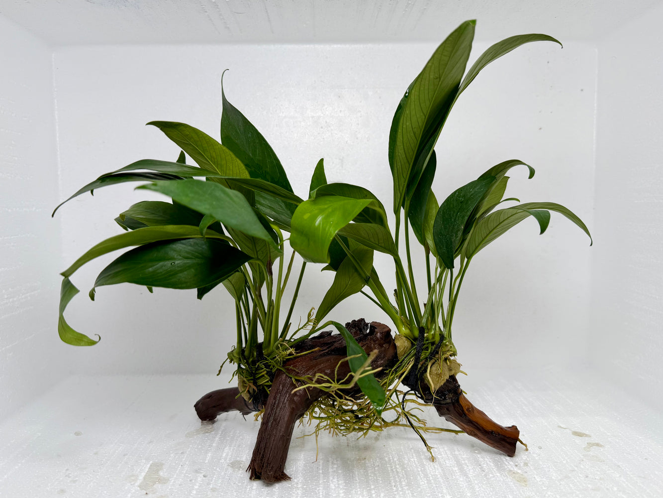 * Plants* Anubias Nana On Spiderwood #37