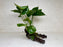 * Plants * Anubias Nana on Spiderwood #171