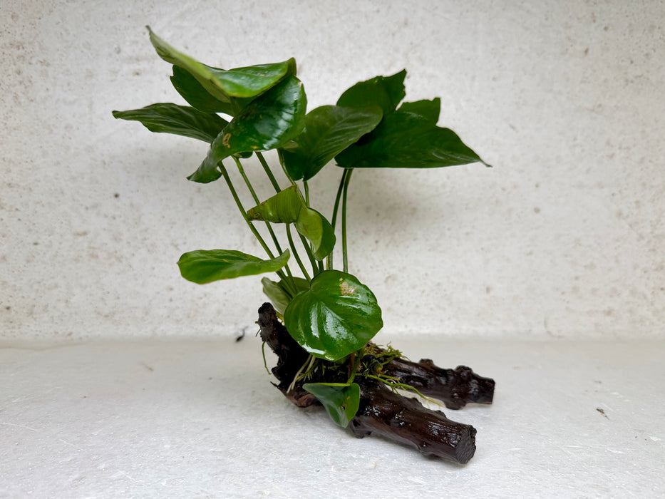 * Plants * Anubias Nana on Spiderwood #171