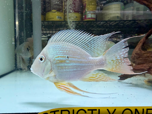 * Cichlids * Geophagus Altifrons”Balloon” (Balloon Suriname Eartheater) (13-15cm)