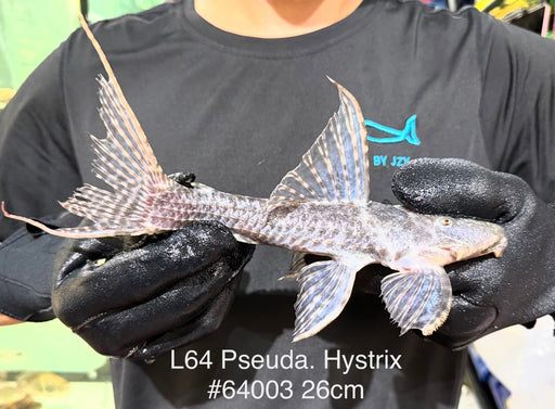 * Pleco * Pseudacanthicus sp. L64 (26cm) #64003 (Actual Piece)