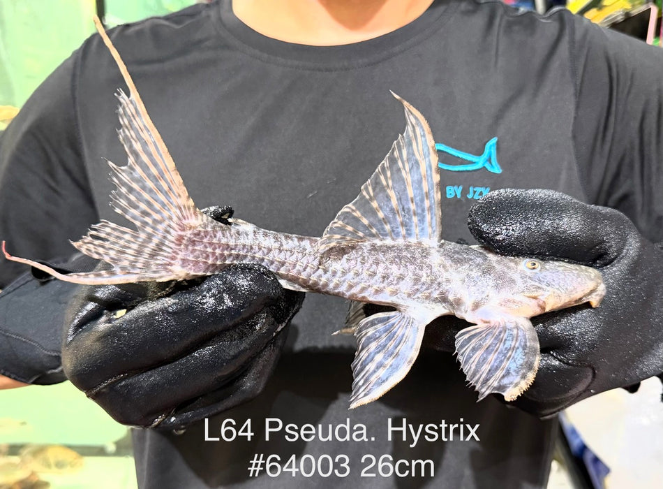 * Pleco * Pseudacanthicus sp. L64 (26cm) #64003 (Actual Piece)