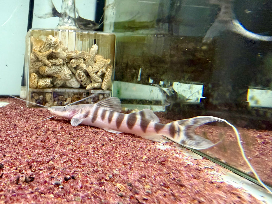 * Catfish *  Brachyplatystoma tigrinum (Tigrinus Catfish) 12-14cm