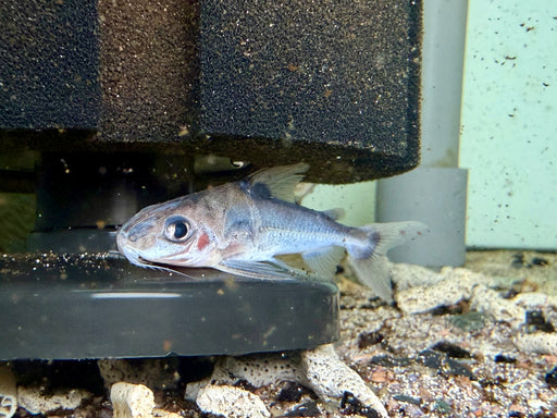 * Catfish * Trachydoras Nattereri (Dwarf Bumphead Thorny Catfish) 6-8cm