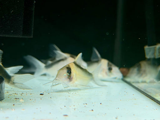 * Corydoras * Brochis Imitator