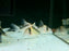 * Corydoras * Brochis Imitator