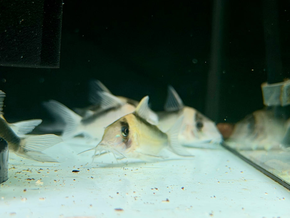 * Corydoras * Brochis Imitator