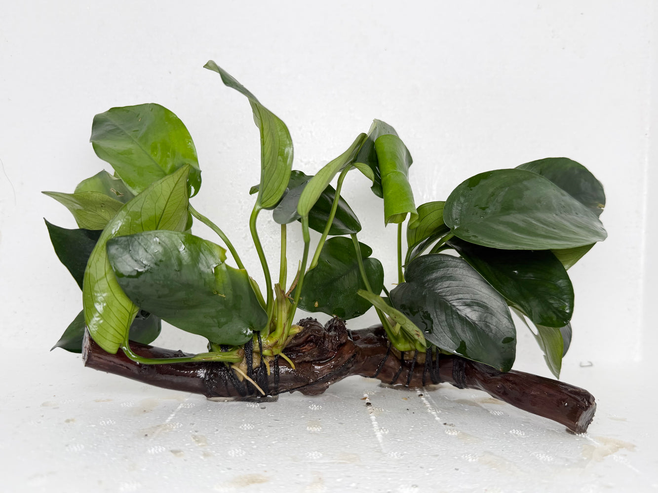 * Plants* Anubias Nana on Spiderwood #89