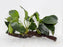 * Plants* Anubias Nana on Spiderwood #89