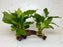 * Plants * Anubias Nana on Spiderwood #160