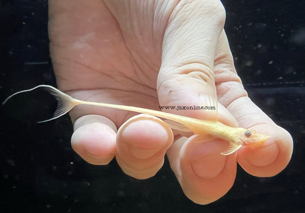 * Pleco * Sturisoma Panamense Gold 5-6cm