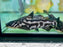 * Catfish * Wertheimeria maculata Snoring Catfish (10-12cm)