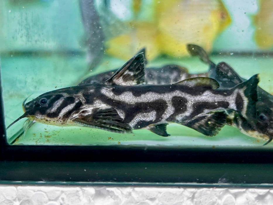 * Catfish * Wertheimeria maculata Snoring Catfish (10-12cm)