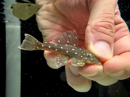 * Pleco * Hypostomus Luteus Captive Bred (6-8cm)