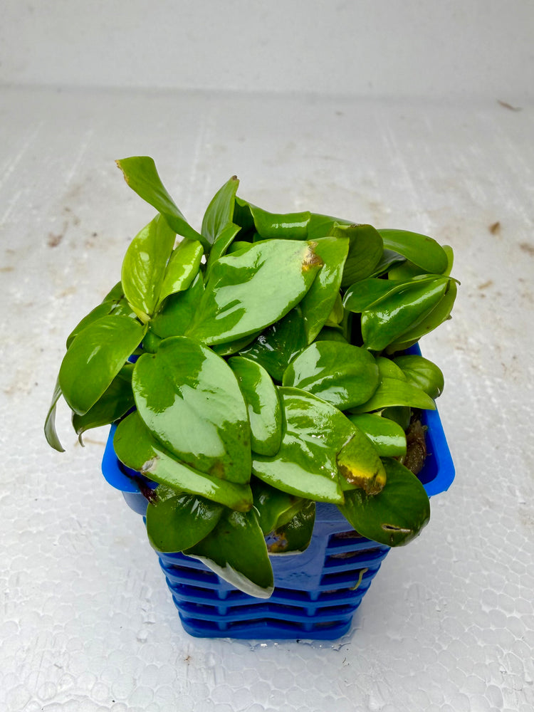 * Plants* Anubias Mini Golden Nana in Pot #AMGP