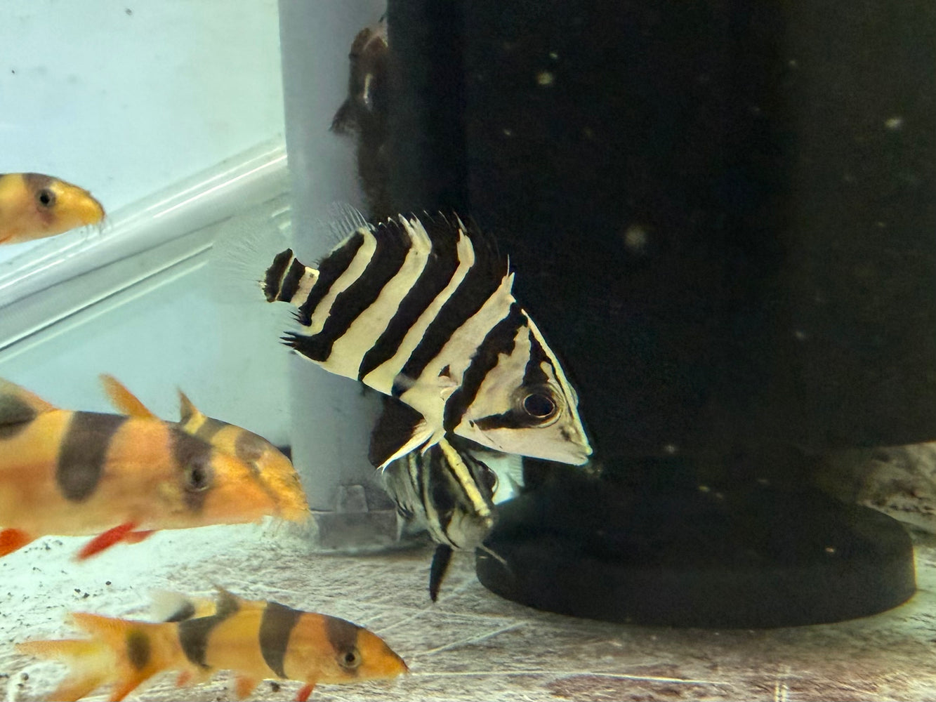 * Other Species * Datnioides microlepis Indo Tiger (4 Bar IT) 6-7cm